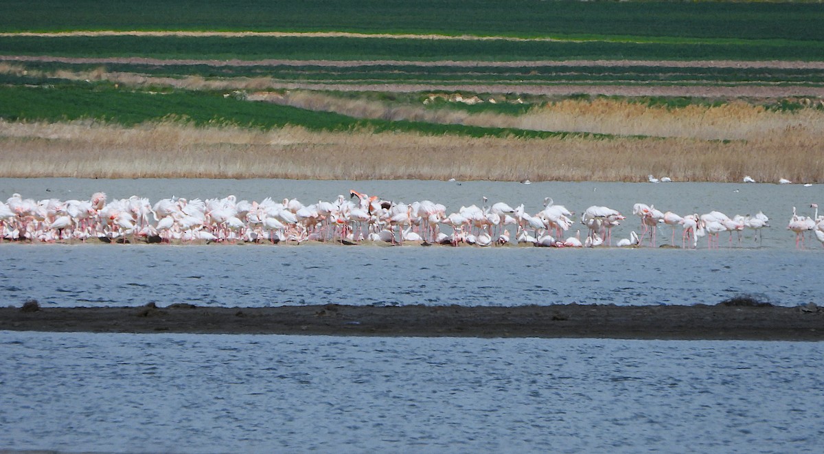 Greater Flamingo - ML655114357