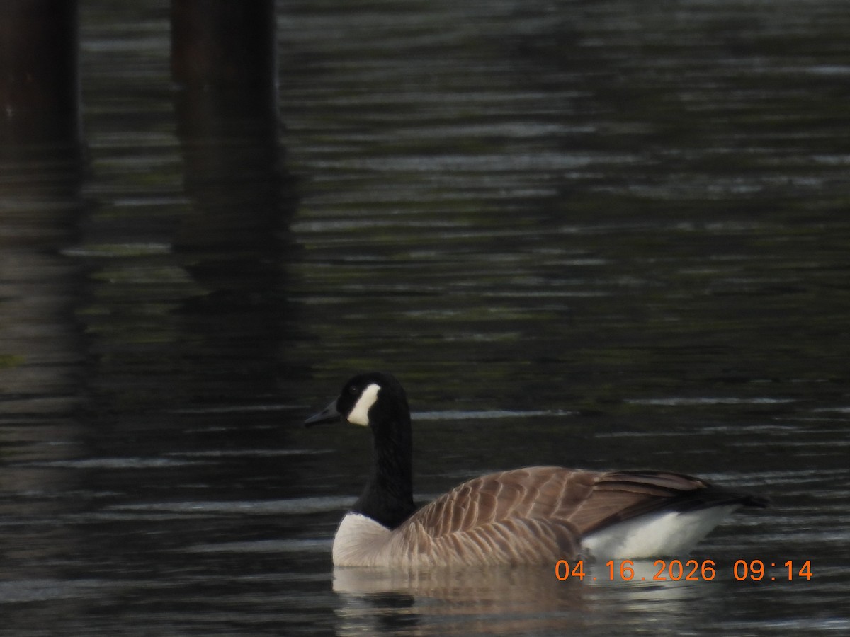 Canada Goose - ML655114657