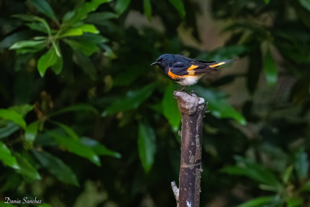 American Redstart - ML655114993