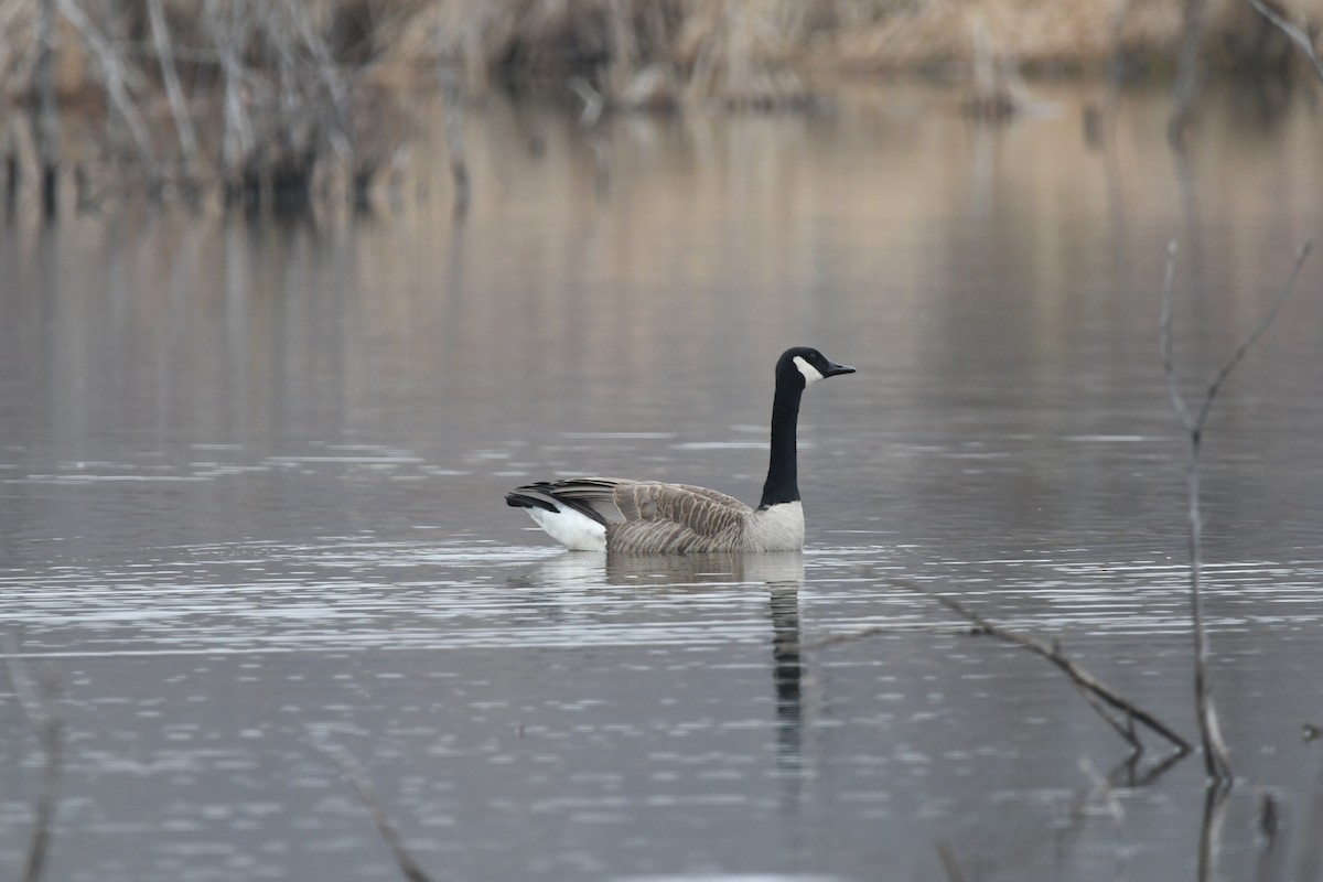 Canada Goose - ML655115011