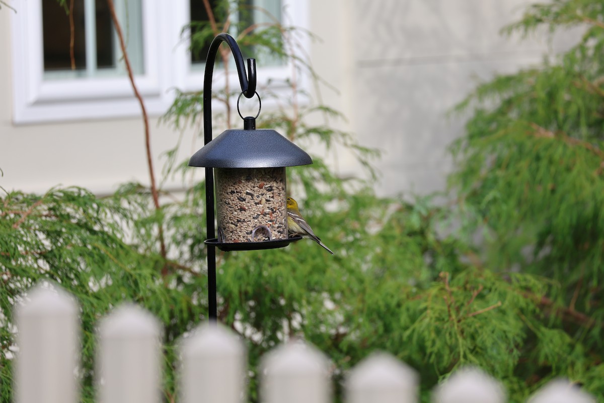 Pine Warbler - ML655115013