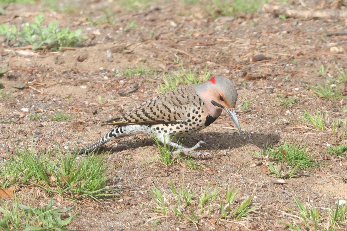 Northern Flicker (Yellow-shafted) - ML655115021