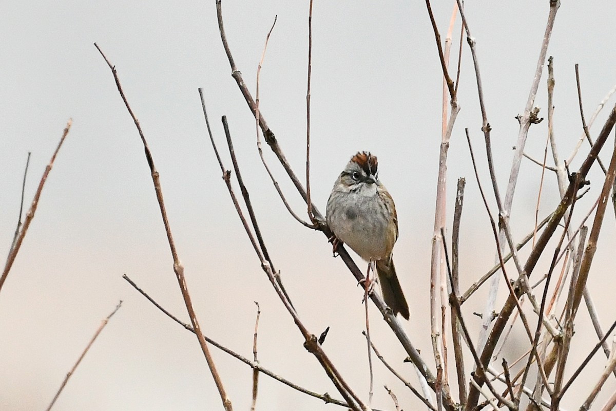 Swamp Sparrow - ML655115022