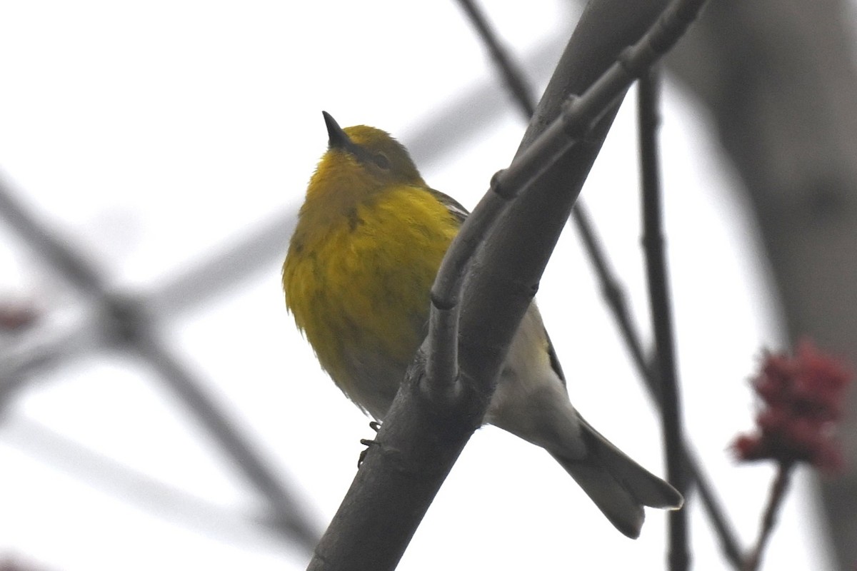 Pine Warbler - ML655115023
