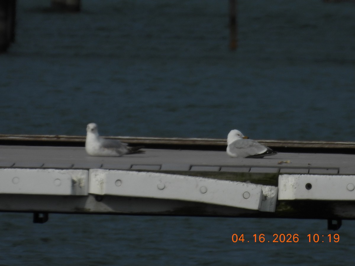 Ring-billed Gull - ML655115024