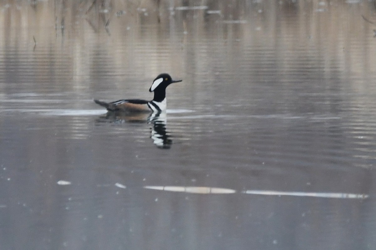 Hooded Merganser - ML655115025