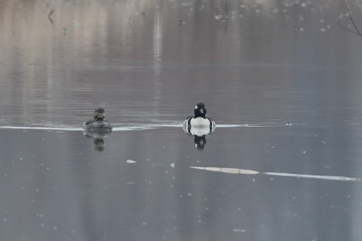 Hooded Merganser - ML655115026