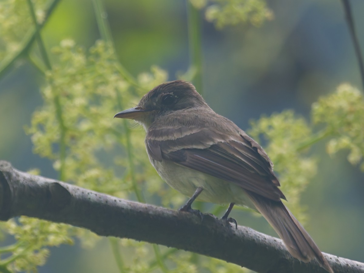 Northern Tropical Pewee - ML655115027