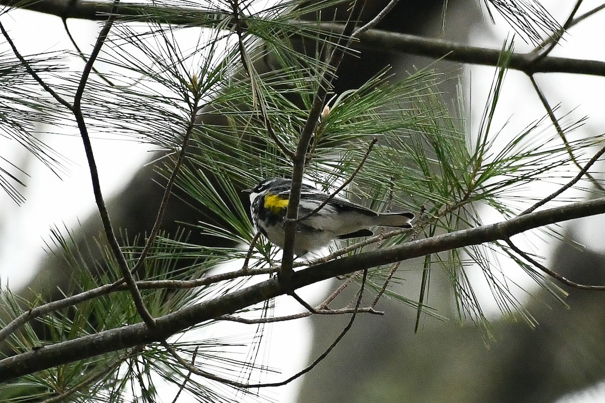 Yellow-rumped Warbler (Myrtle) - ML655115028
