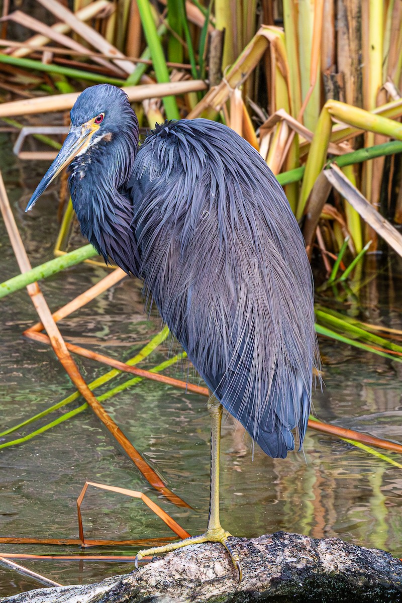 Tricolored Heron - ML655115029