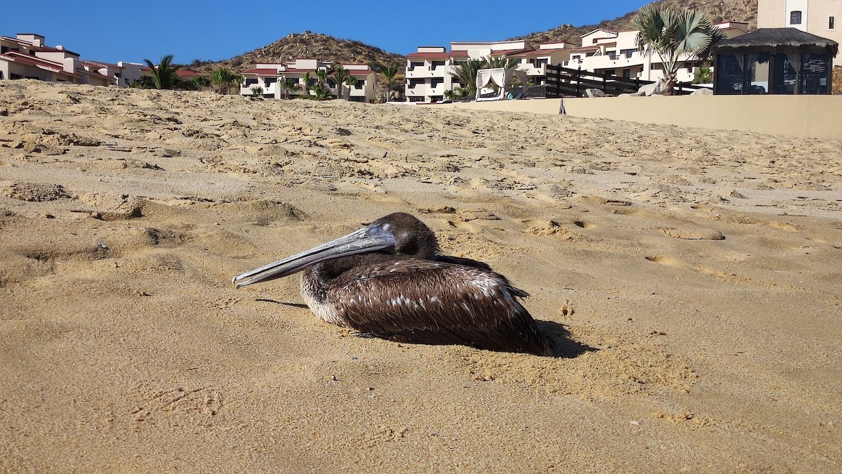Brown Pelican - ML655115030