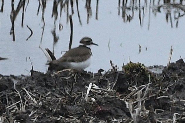 Killdeer - ML655115031