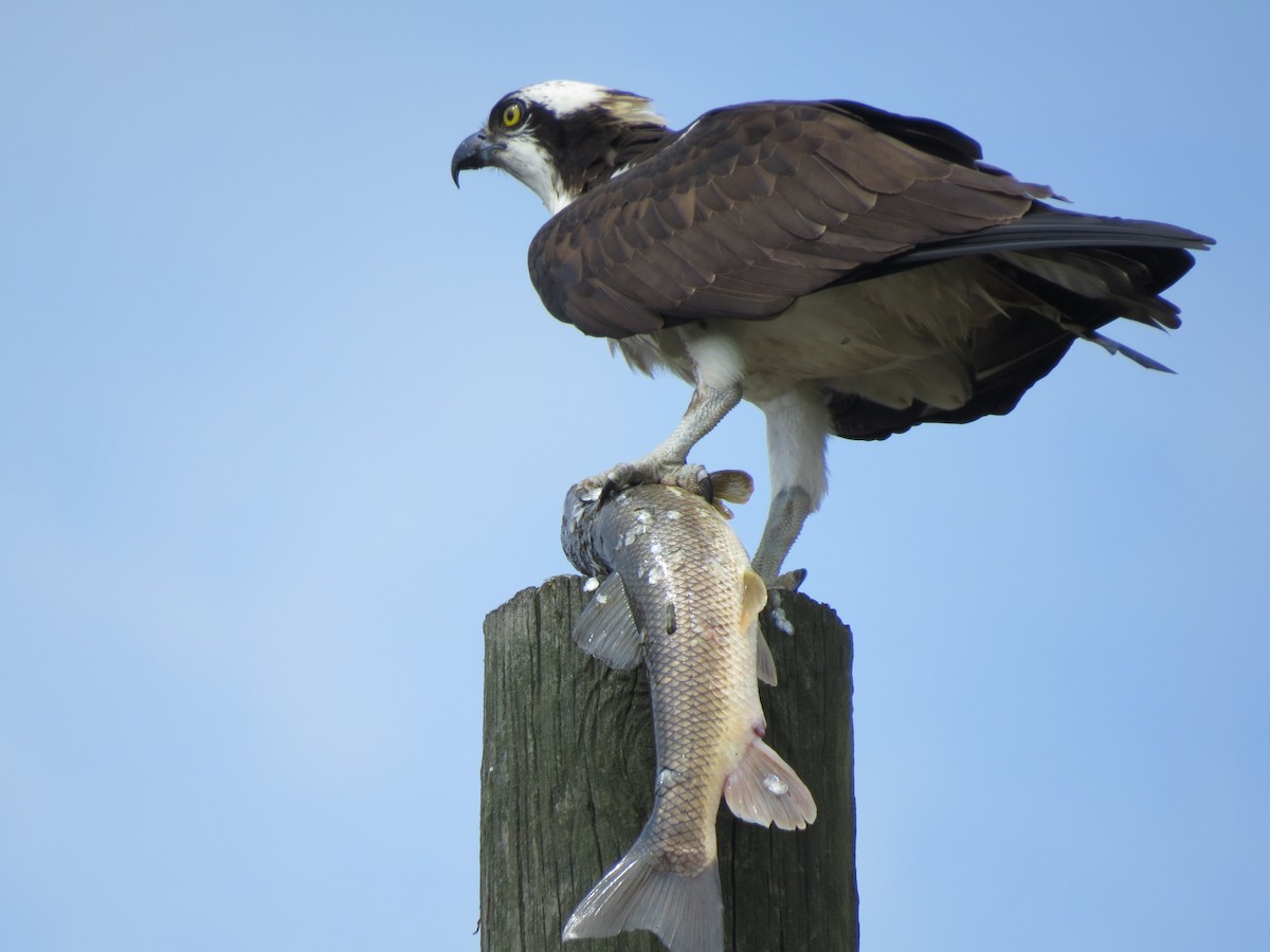 Osprey - ML655115032