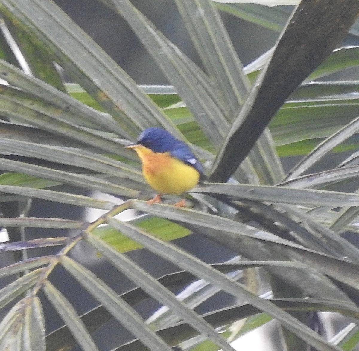 Tropical Parula - ML655115034