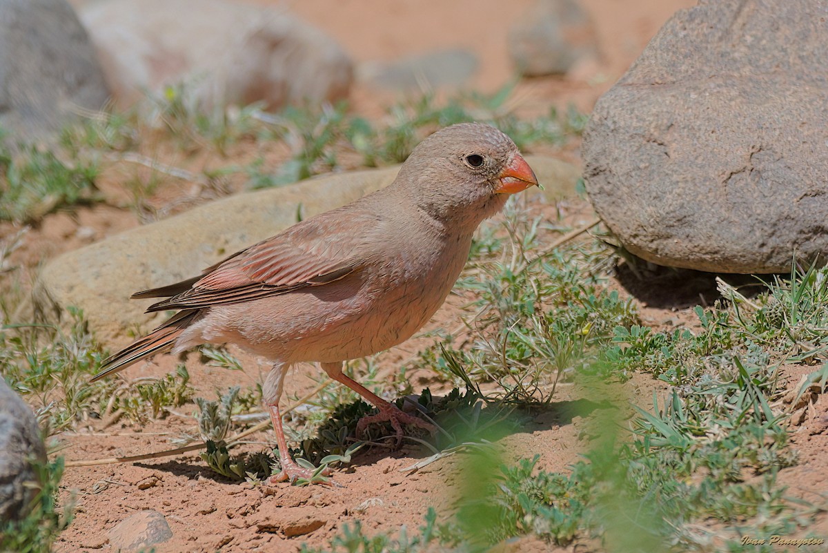 Trumpeter Finch - ML655115035