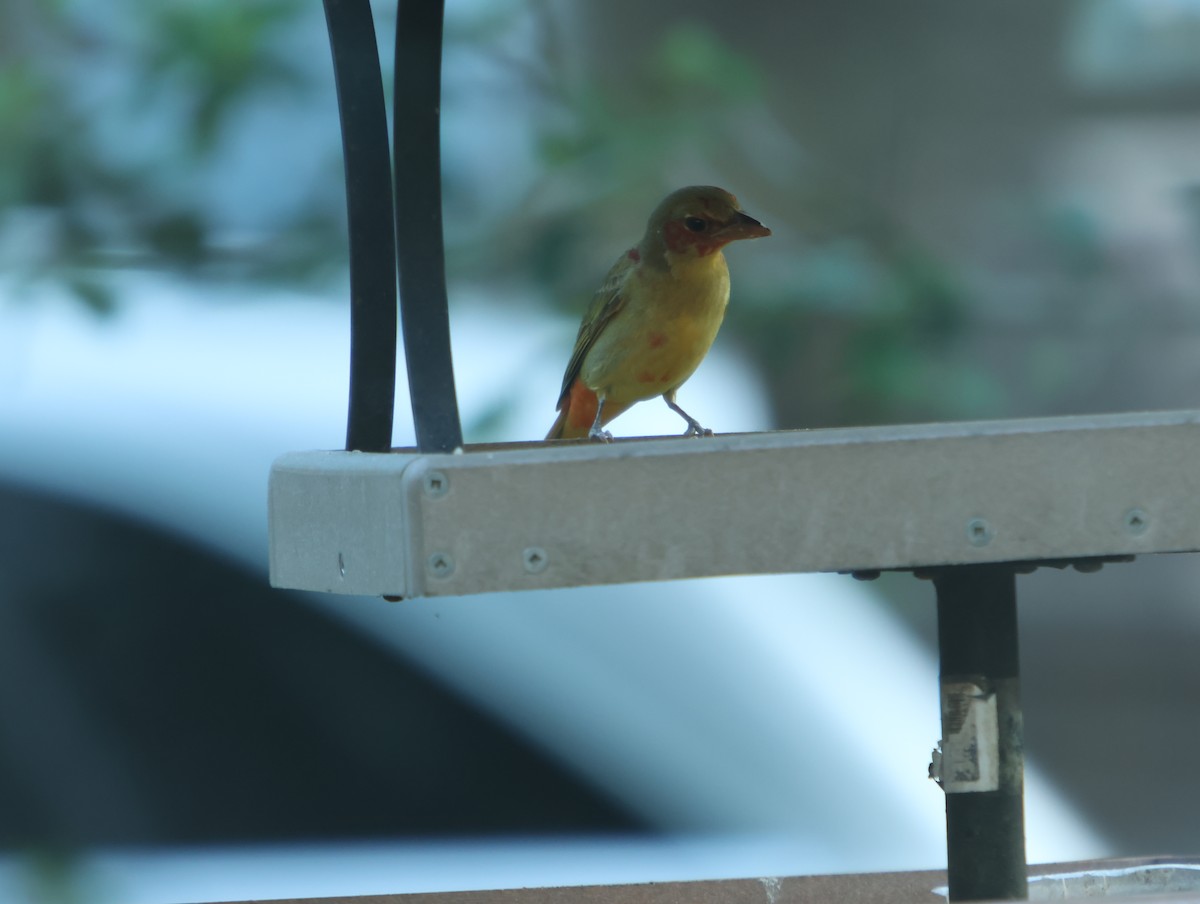 Summer Tanager - ML655115037
