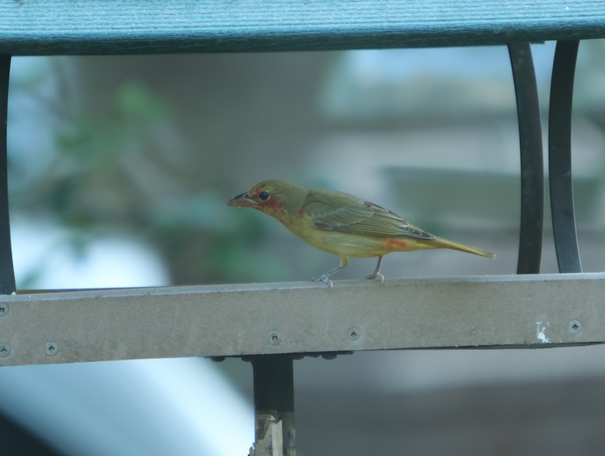 Summer Tanager - ML655115038