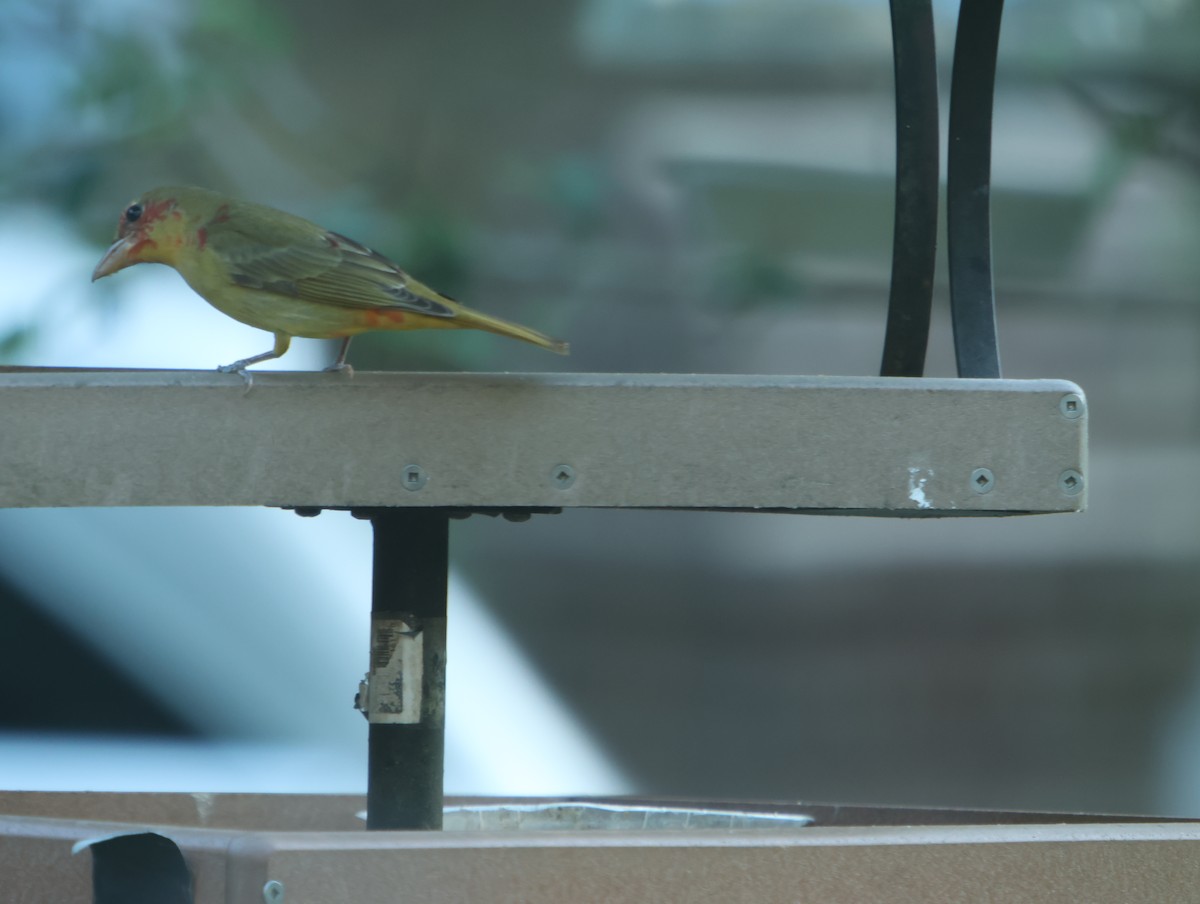 Summer Tanager - ML655115039