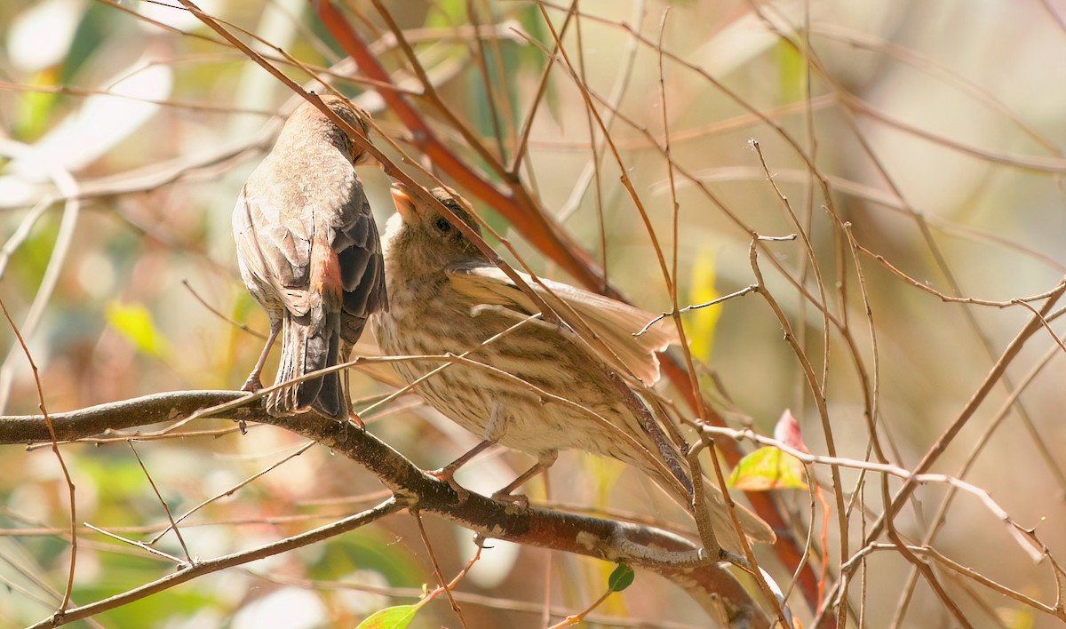 House Finch - ML655115040