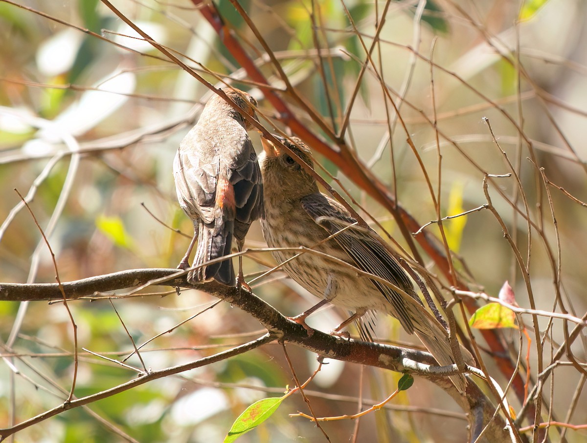 House Finch - ML655115041