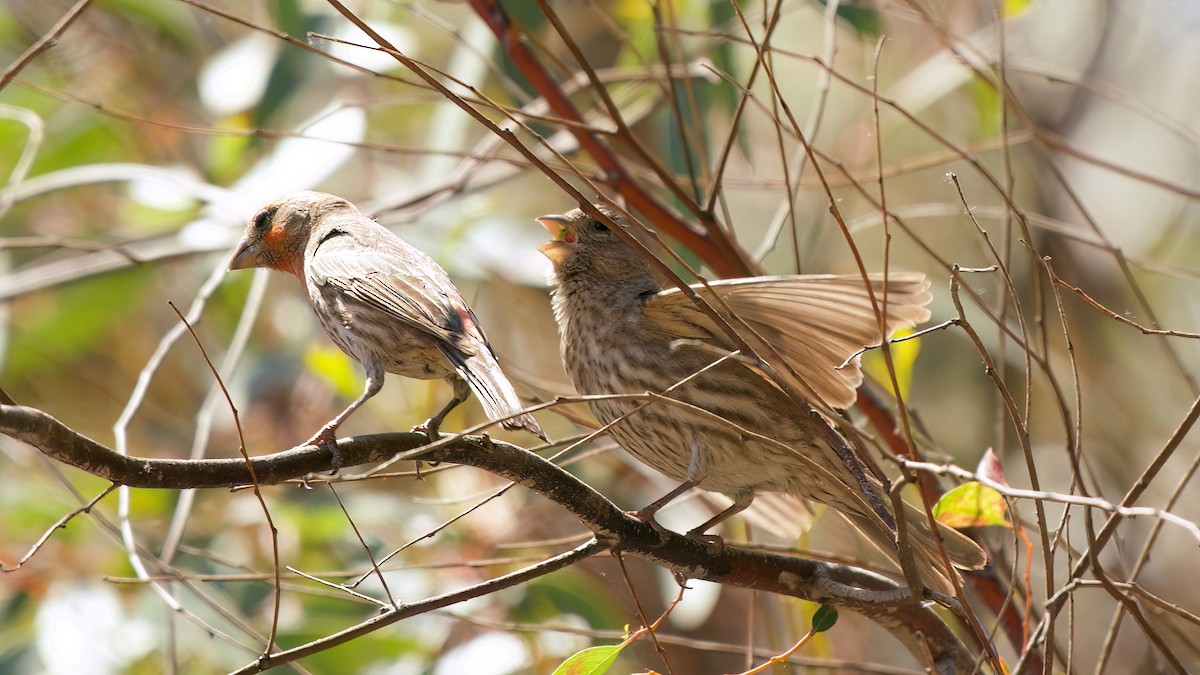 House Finch - ML655115042