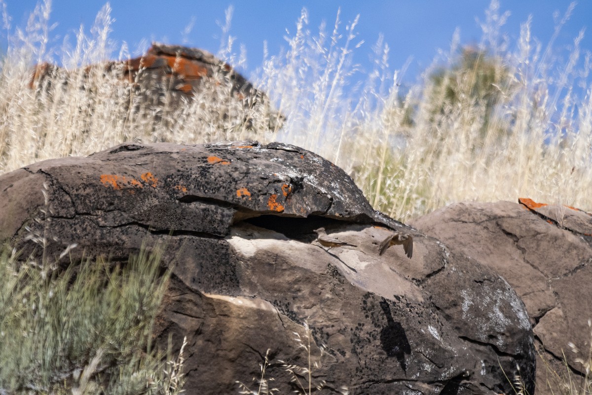 Say's Phoebe - ML655115043