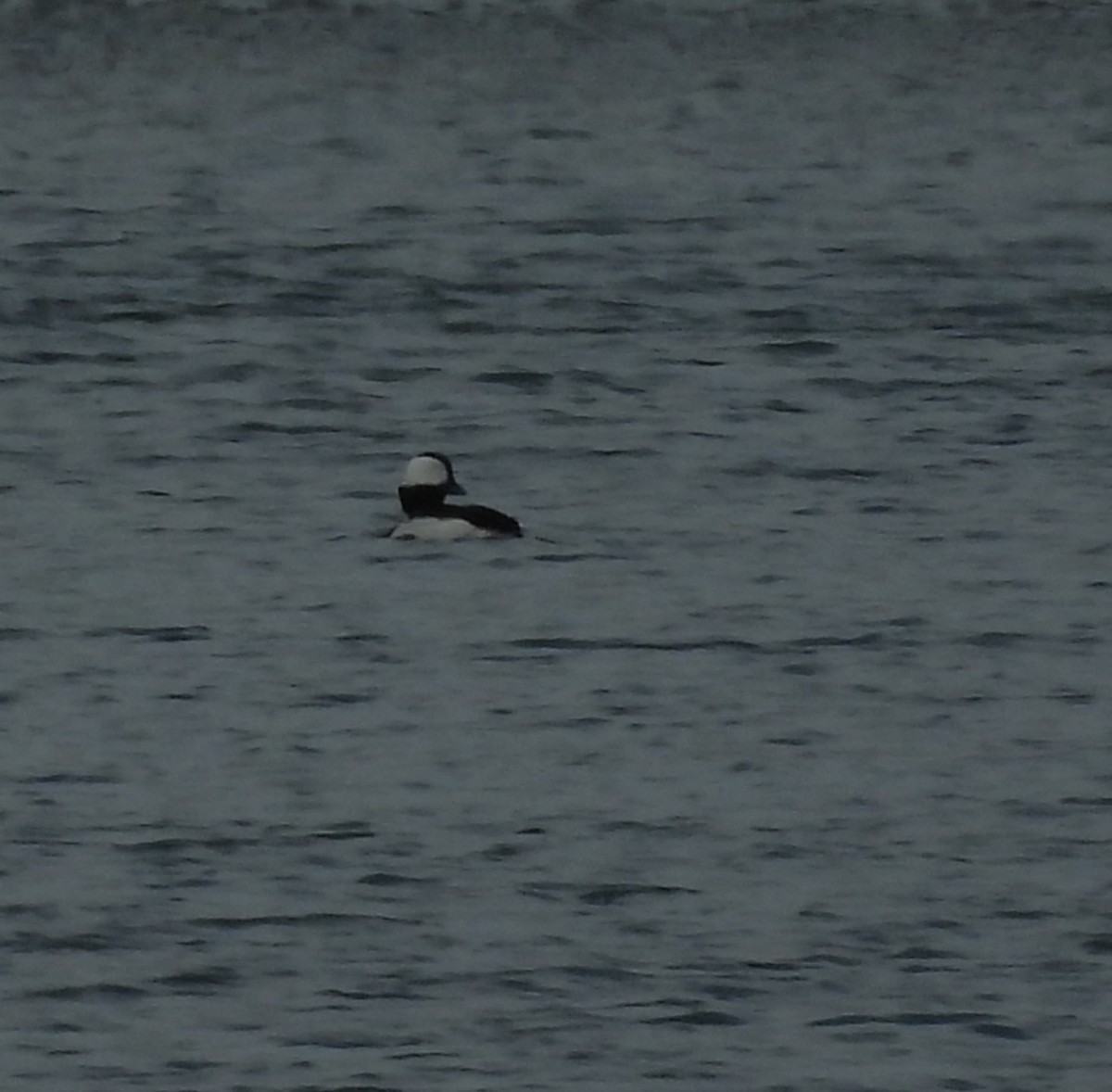 Bufflehead - ML655115044