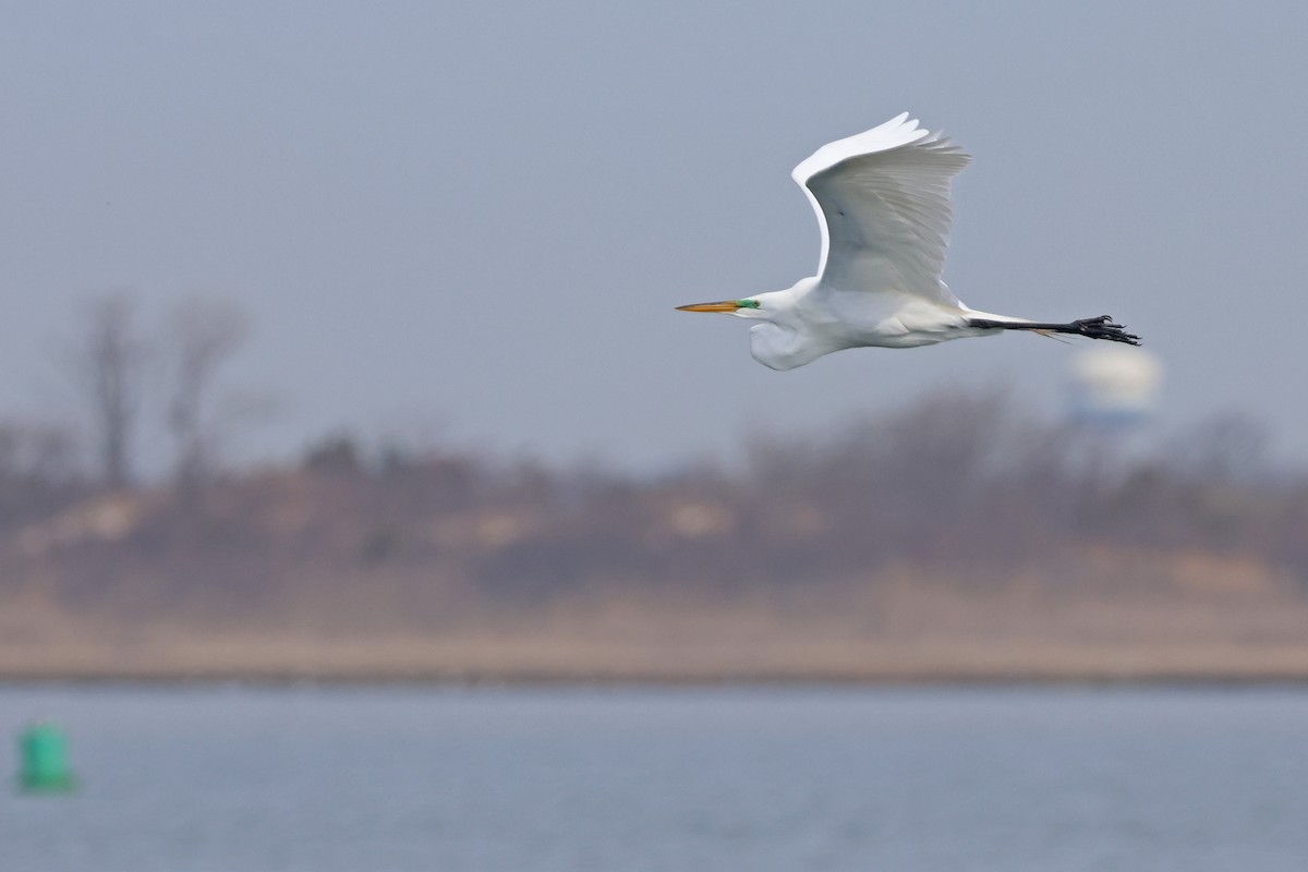 Great Egret - ML655115045