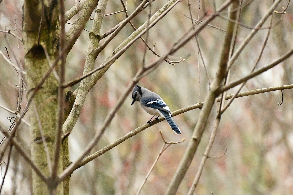 Blue Jay - ML655115046