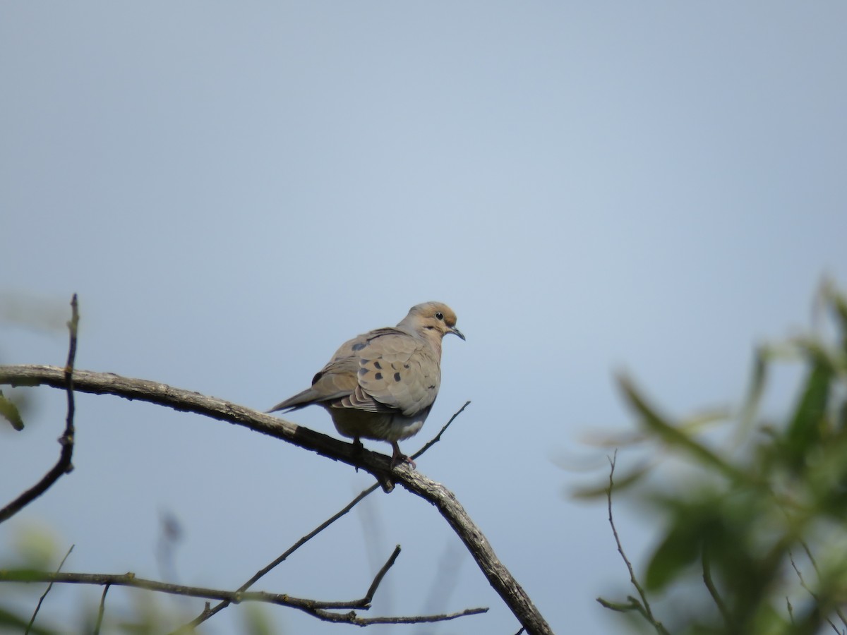 Mourning Dove - ML655115049