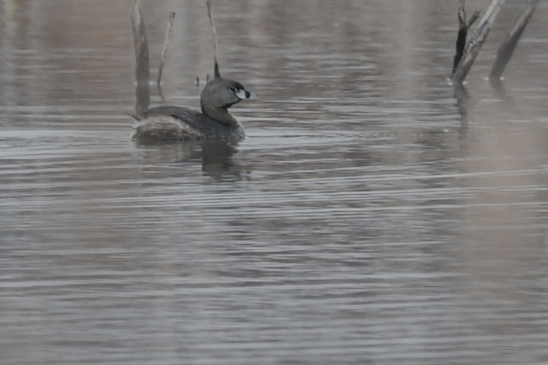 Pied-billed Grebe - ML655115051