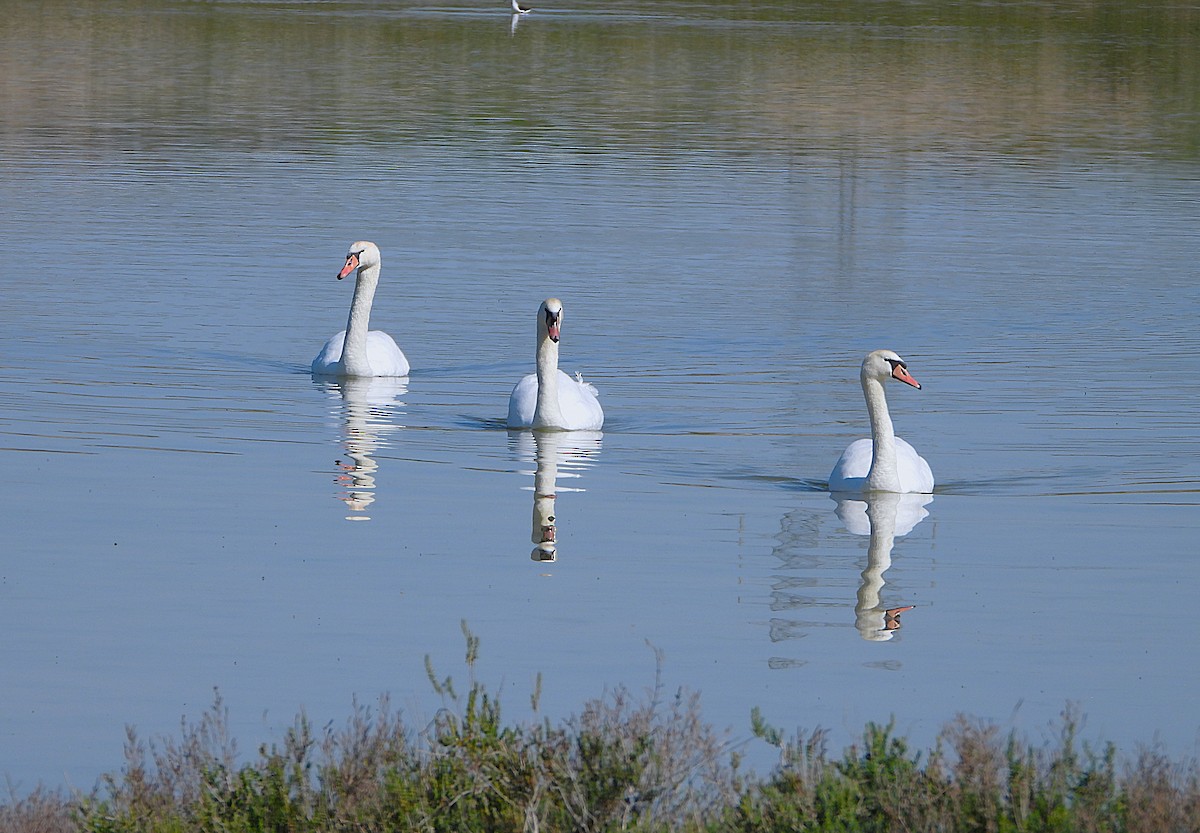 Mute Swan - ML655115194