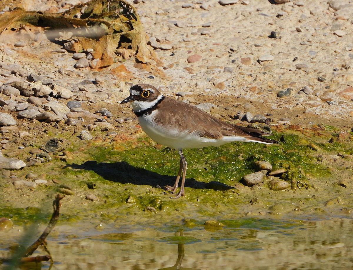 Little Ringed Plover - ML655115208