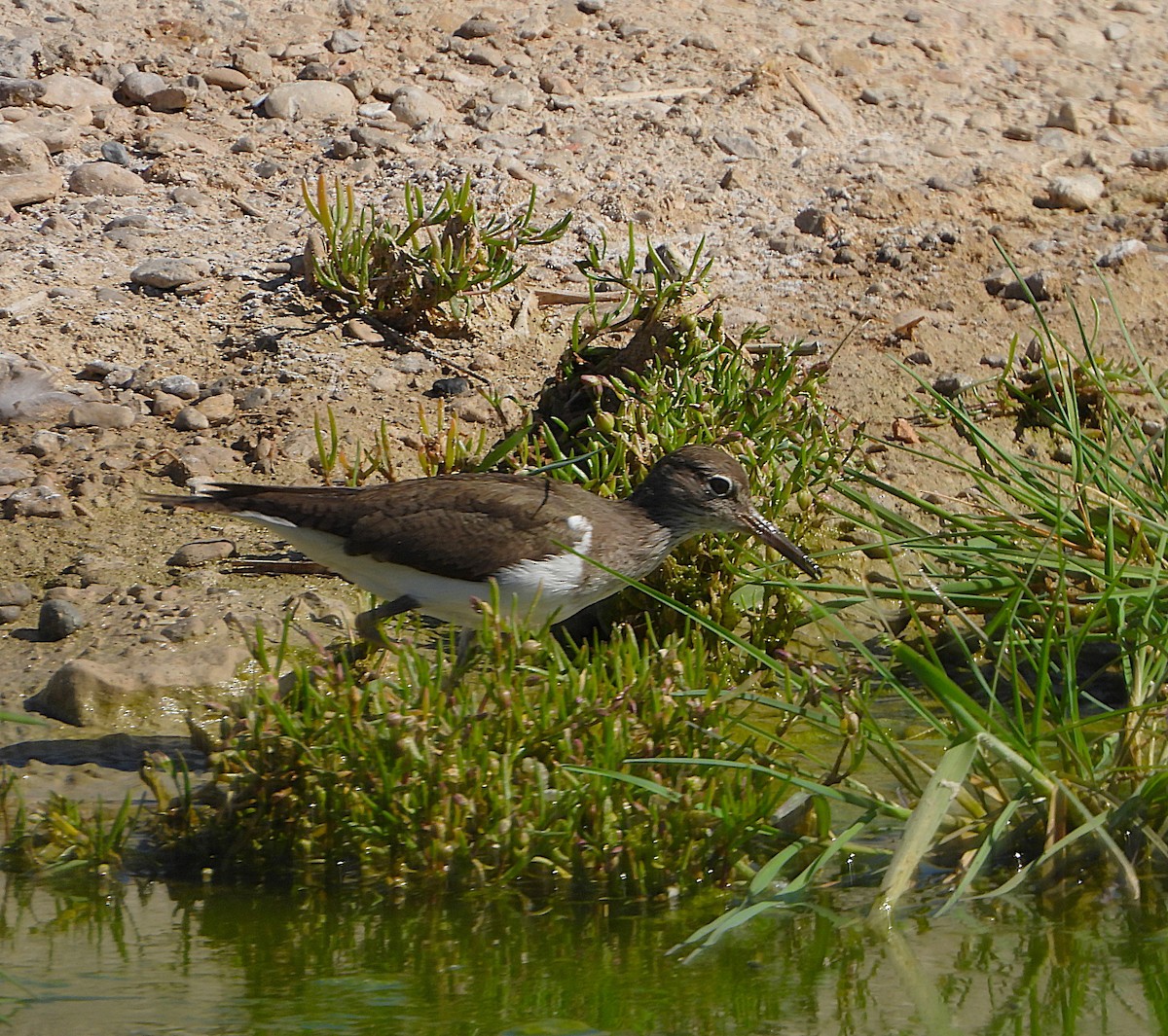 Common Sandpiper - ML655115231