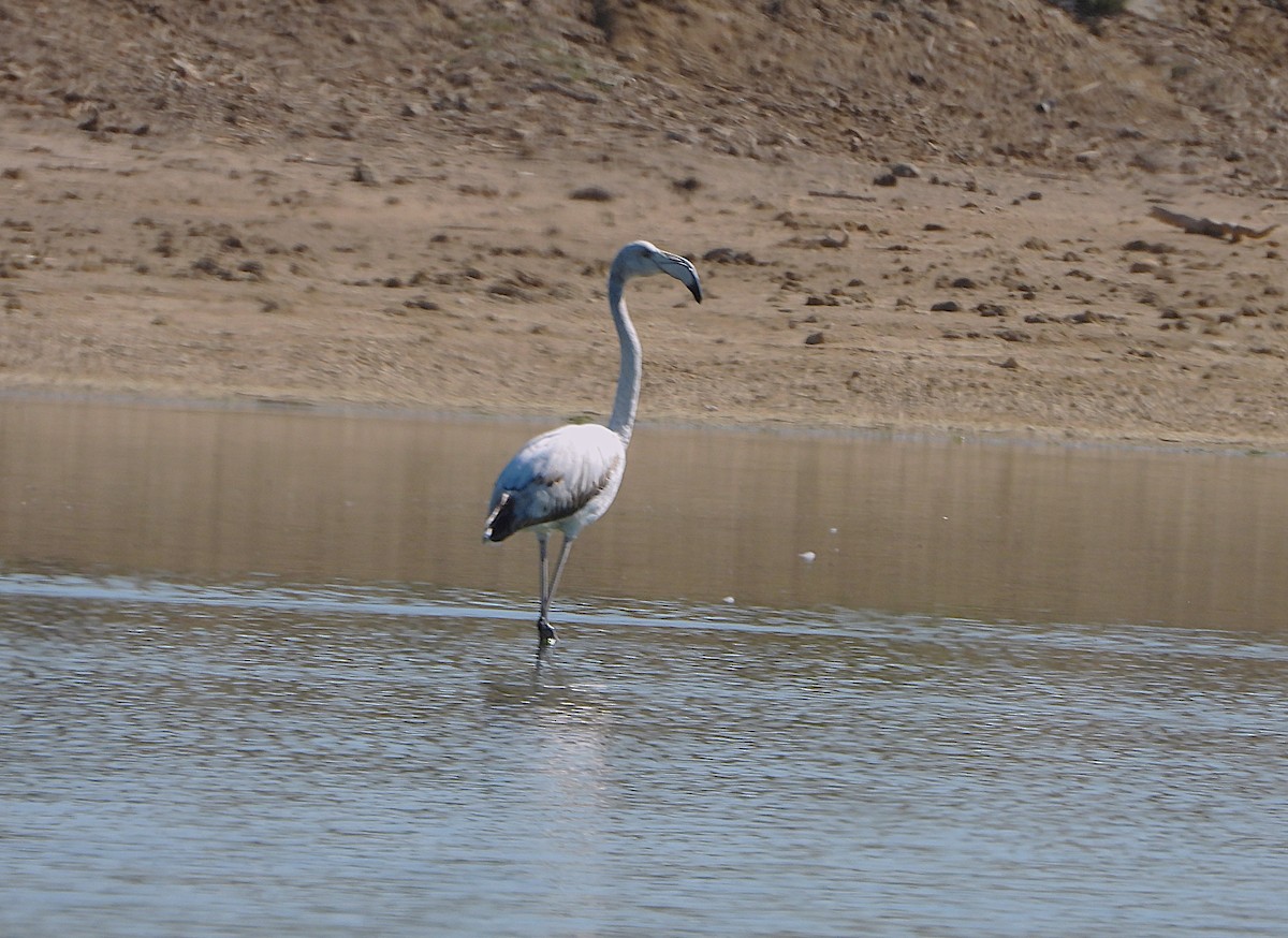 Greater Flamingo - ML655115240