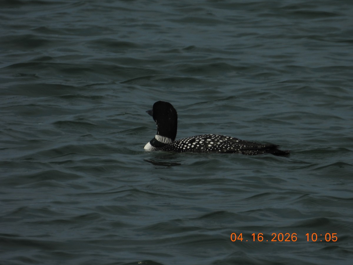 Common Loon - ML655115301