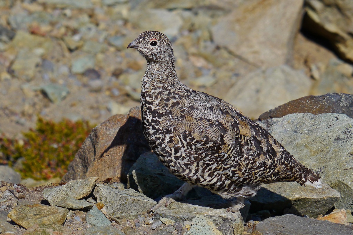 Lagopodo buztanzuria - ML655116030