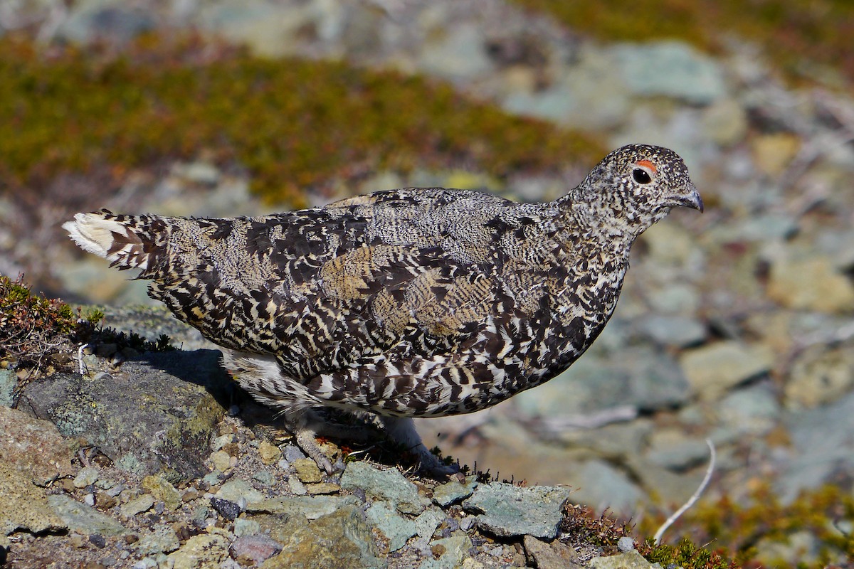 Lagopodo buztanzuria - ML655116031