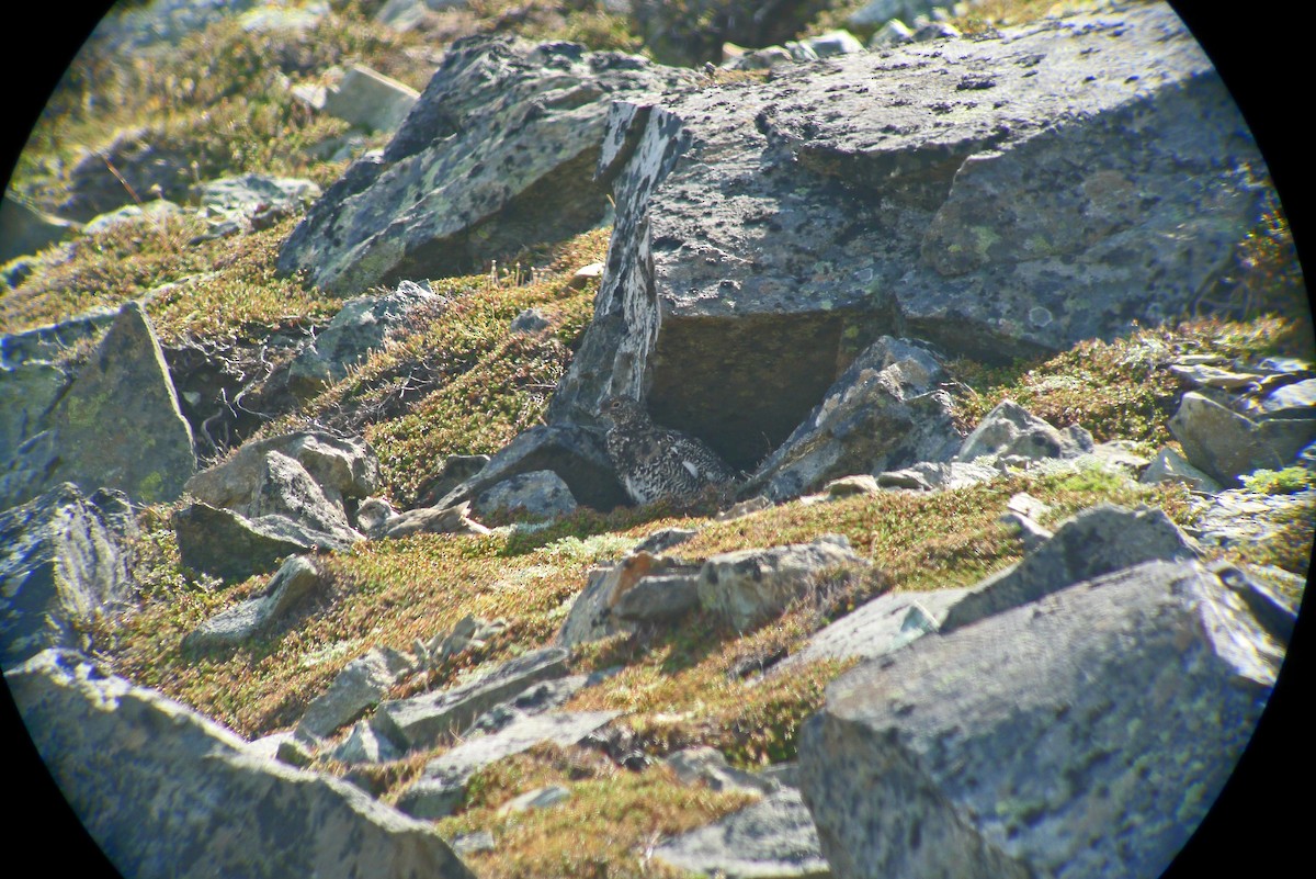 Lagopodo buztanzuria - ML655116034