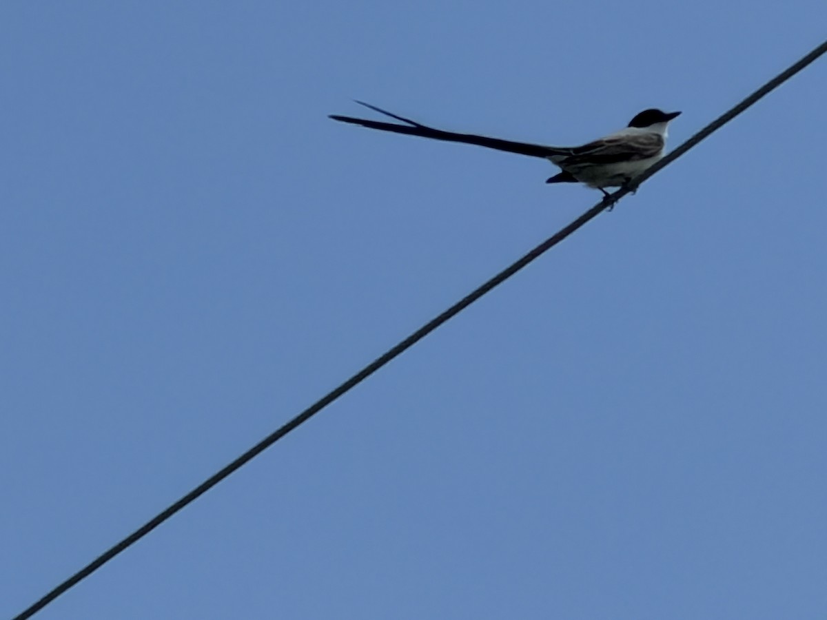 Fork-tailed Flycatcher - ML655117385