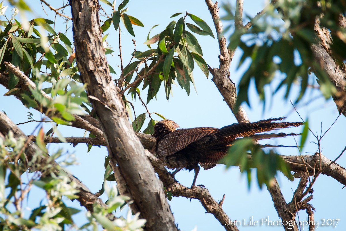 Pheasant Coucal - ML65511821