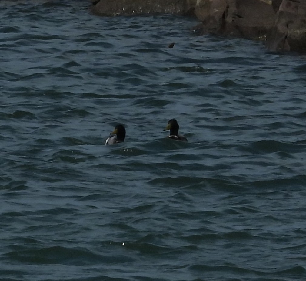 Mallard - ML655118239