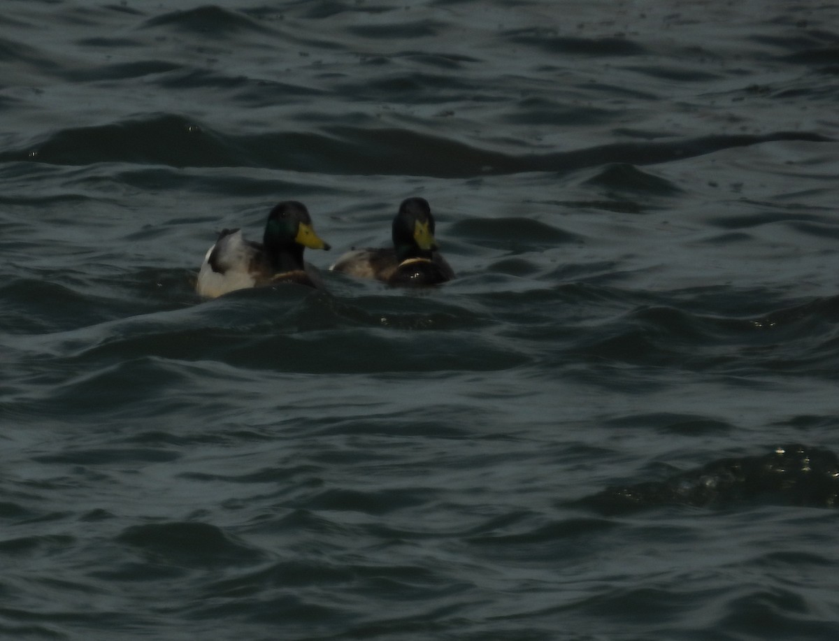 Mallard - ML655118280