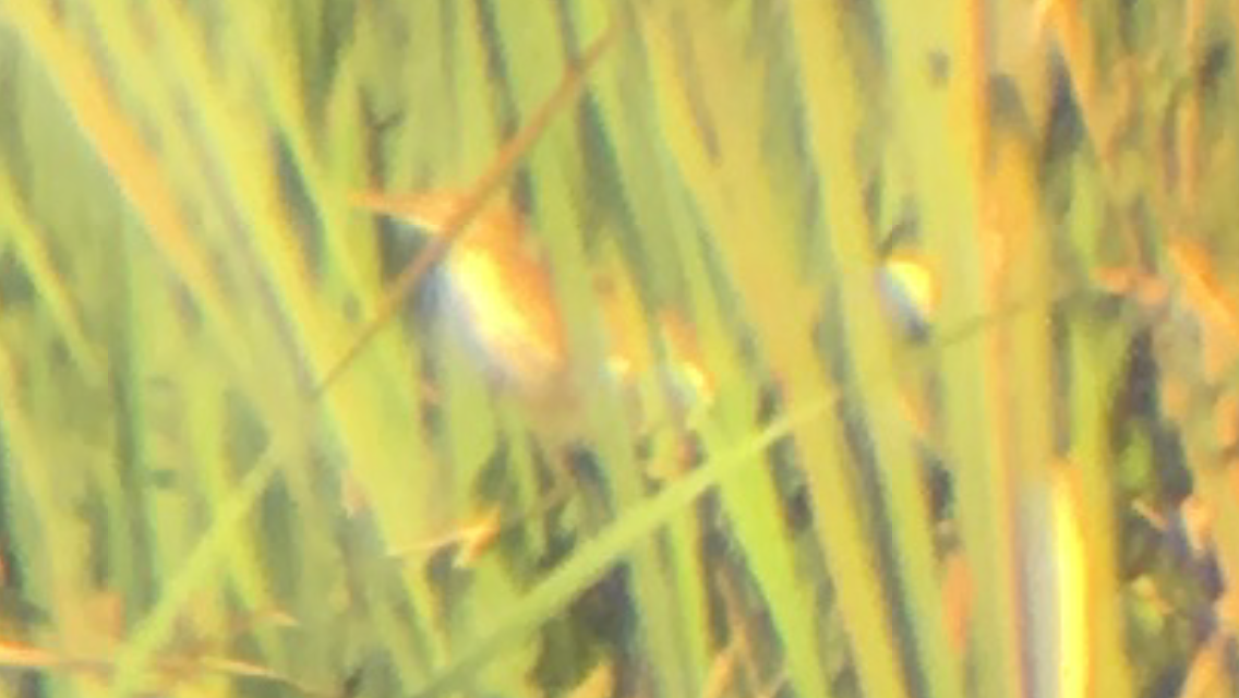 Least Bittern - ML65511831