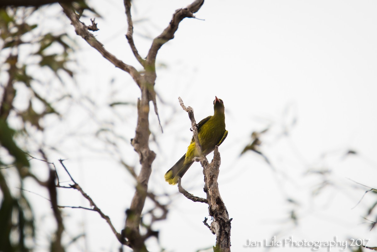 Green Oriole - ML65511841