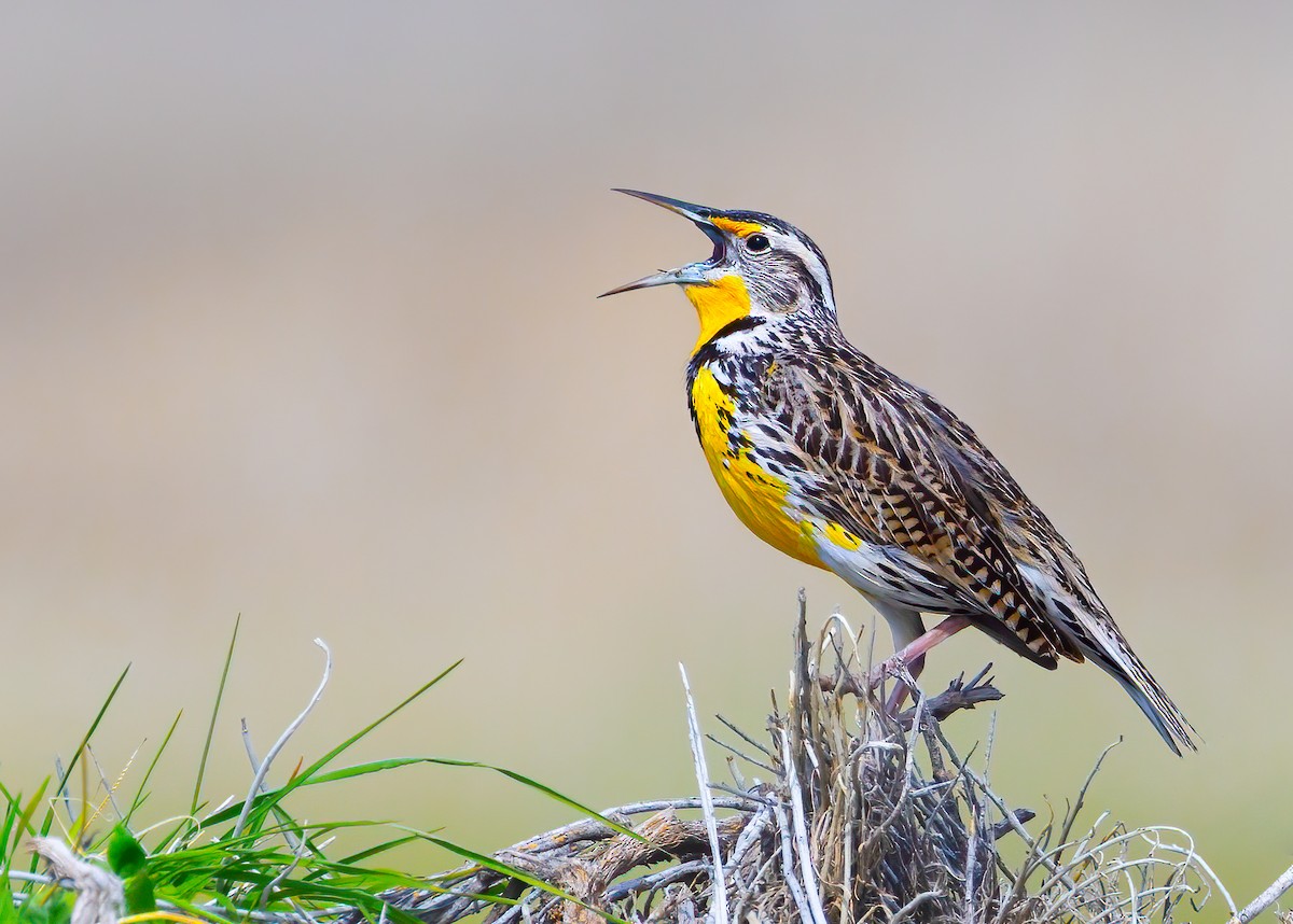 Western Meadowlark - ML655118480