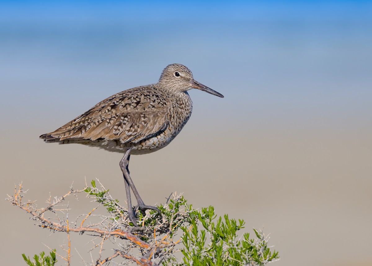 Willet (Western) - ML655118662