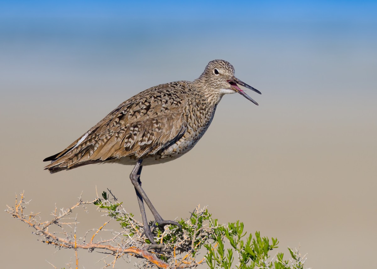 Willet (Western) - ML655118666