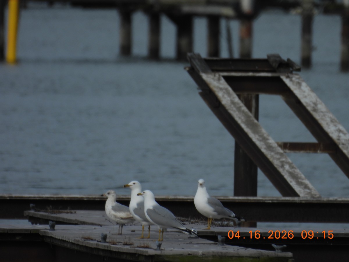 Ring-billed Gull - ML655118937