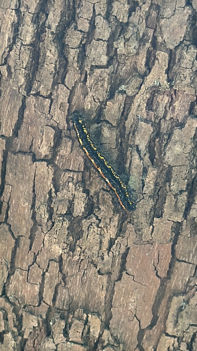 Reversed Haploa Moth - ML655121053